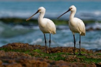 Kolpik bily - Platalea leucorodia - Eurasian Spoonbill o3116